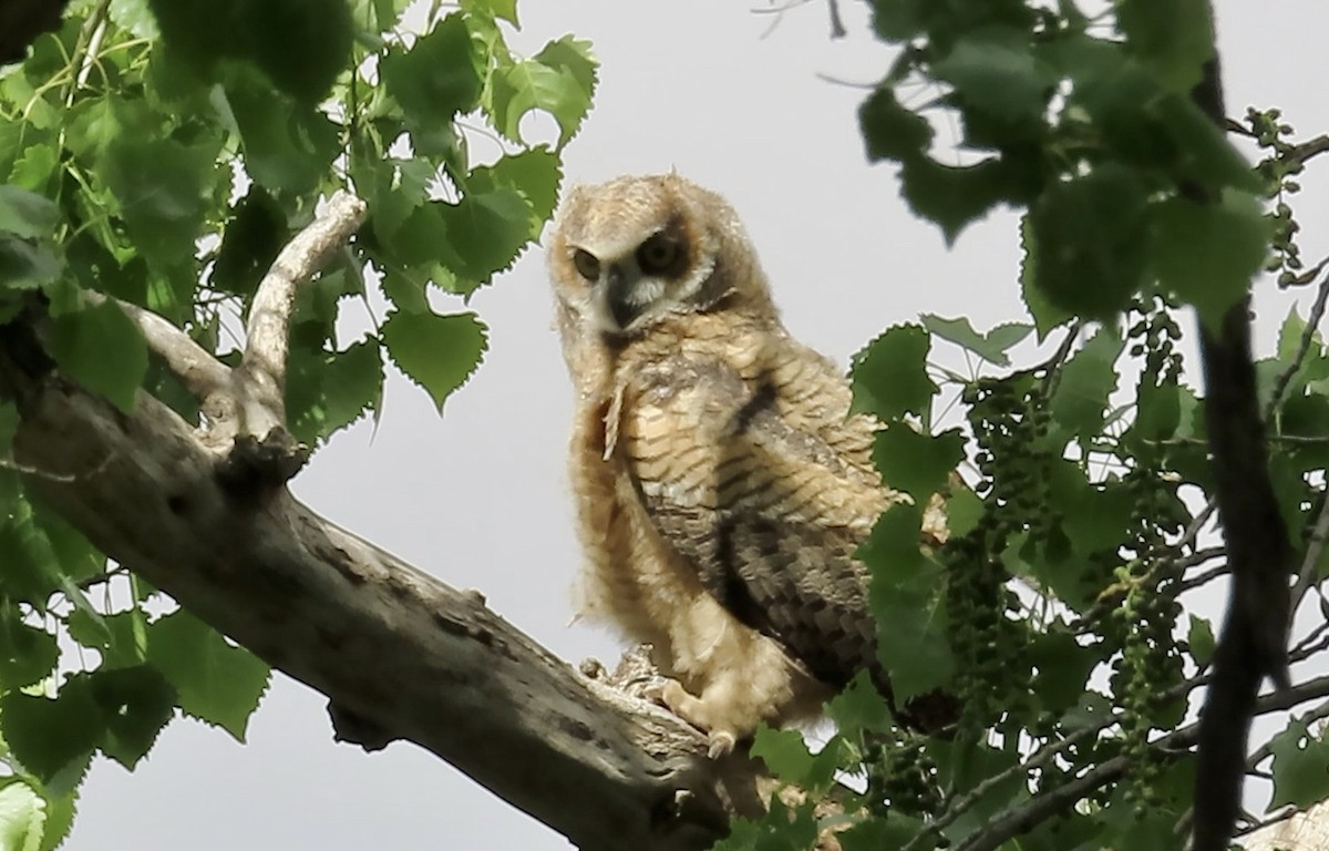 Great Horned Owl - ML618538576