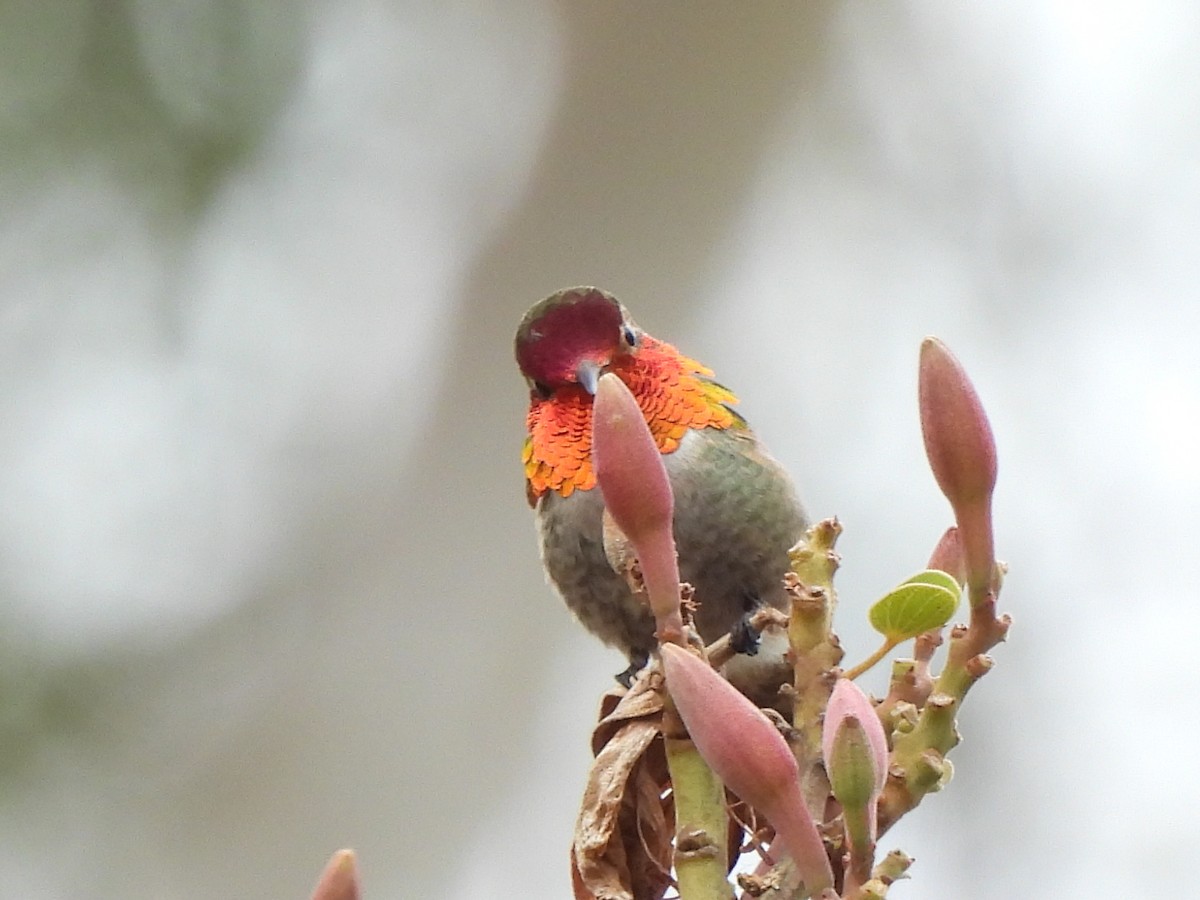 Anna's Hummingbird x Selasphorus sp. (hybrid) - ML618538599