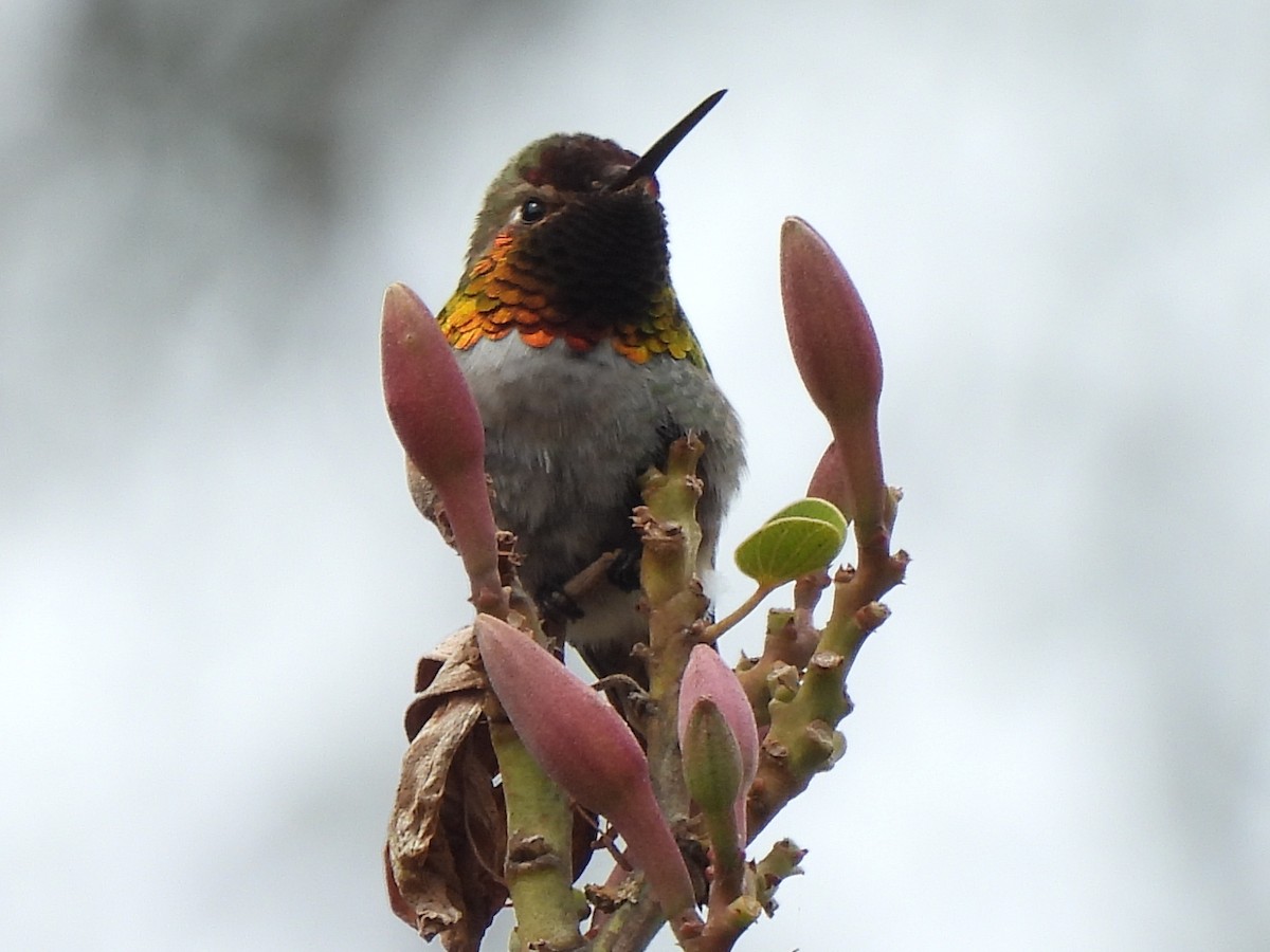 Anna's Hummingbird x Selasphorus sp. (hybrid) - ML618538600