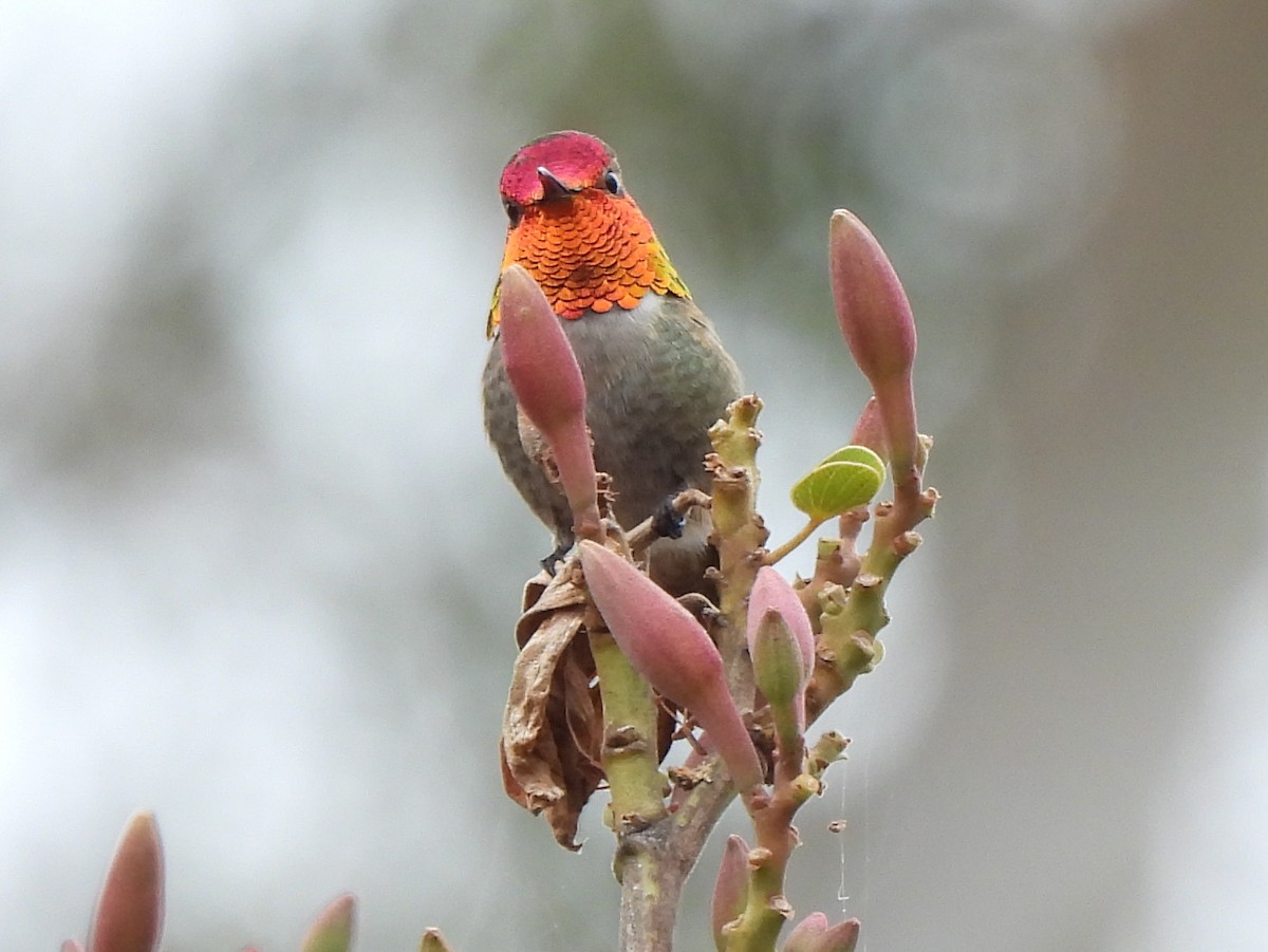 Anna's Hummingbird x Selasphorus sp. (hybrid) - Kiandra Mitchell