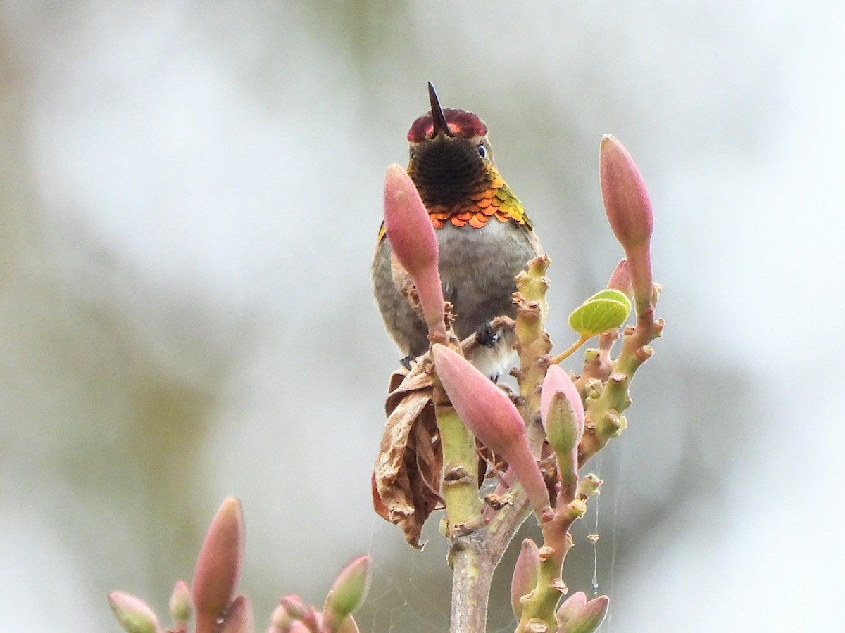 Anna's Hummingbird x Selasphorus sp. (hybrid) - ML618538602