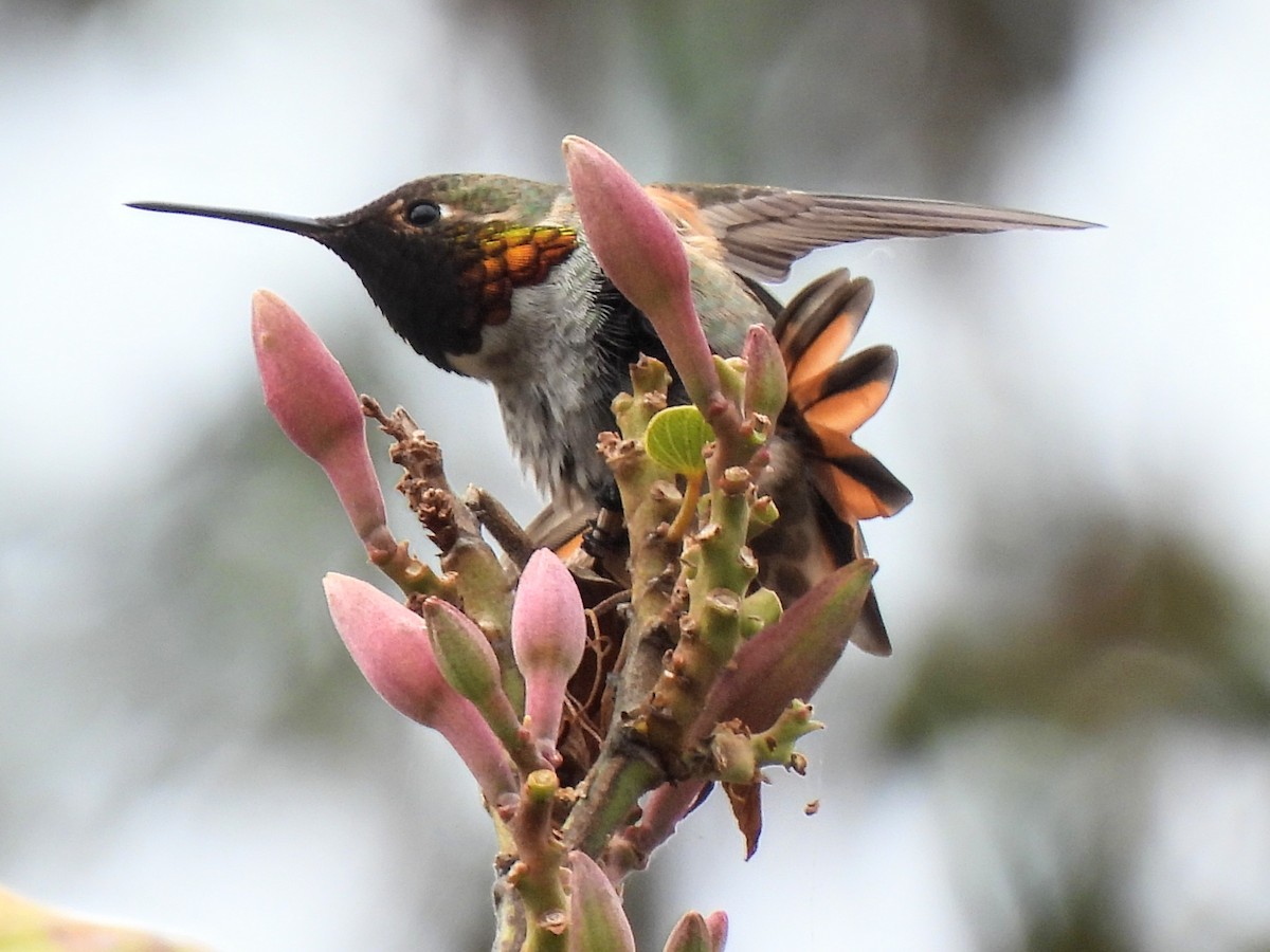 Anna's Hummingbird x Selasphorus sp. (hybrid) - Kiandra Mitchell
