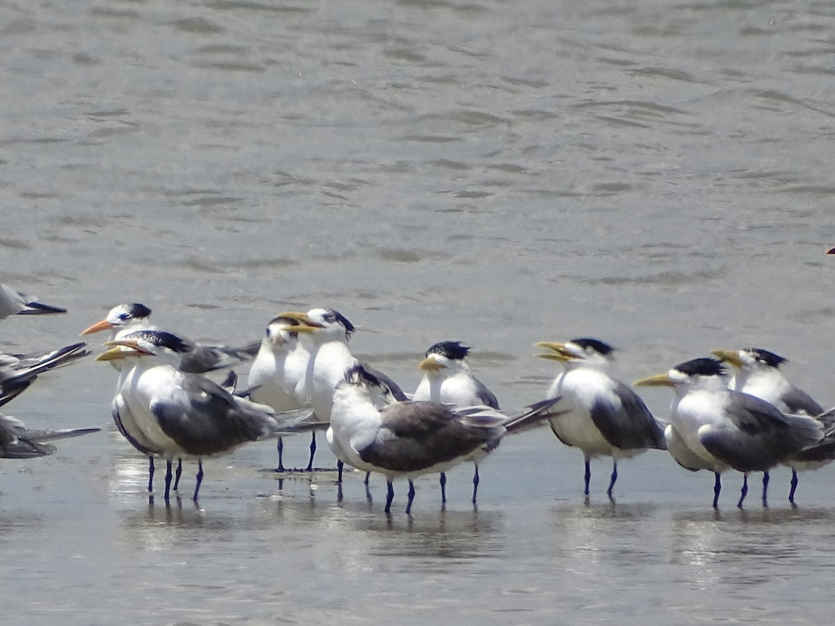 Great Crested Tern - ML618538610