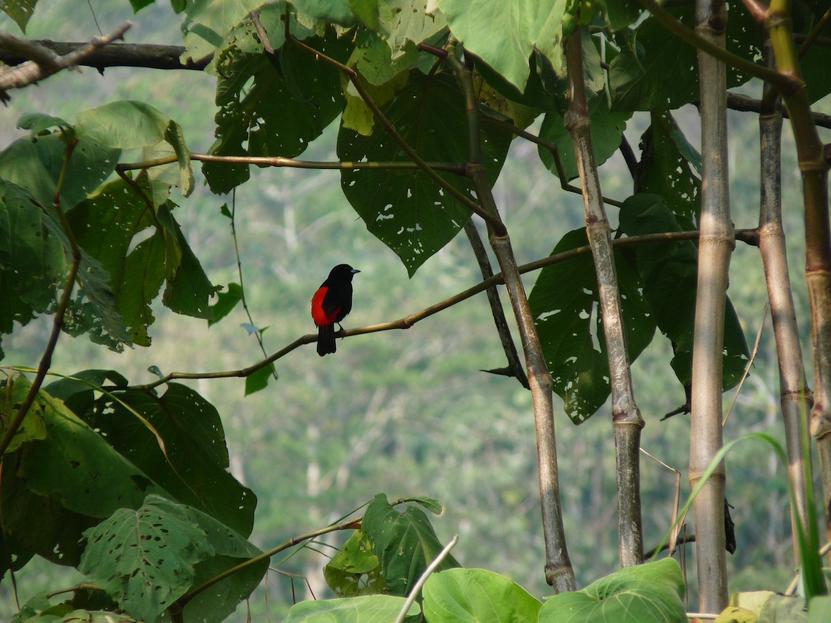 Scarlet-rumped Tanager (Passerini's) - ML618538633