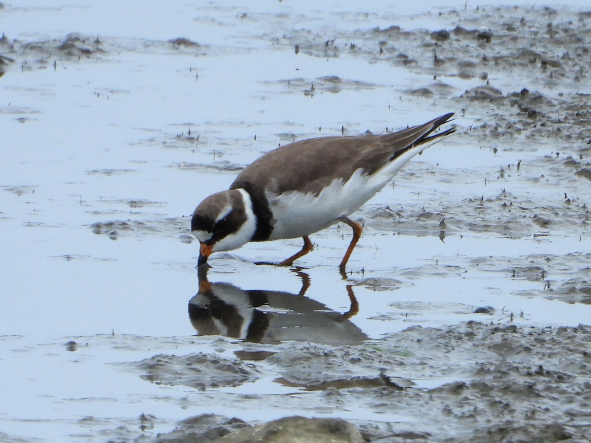Semipalmated Plover - ML618538649