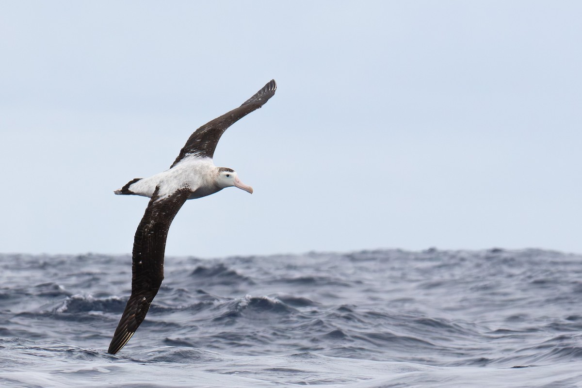 Antipodean Albatross (New Zealand) - ML618538678