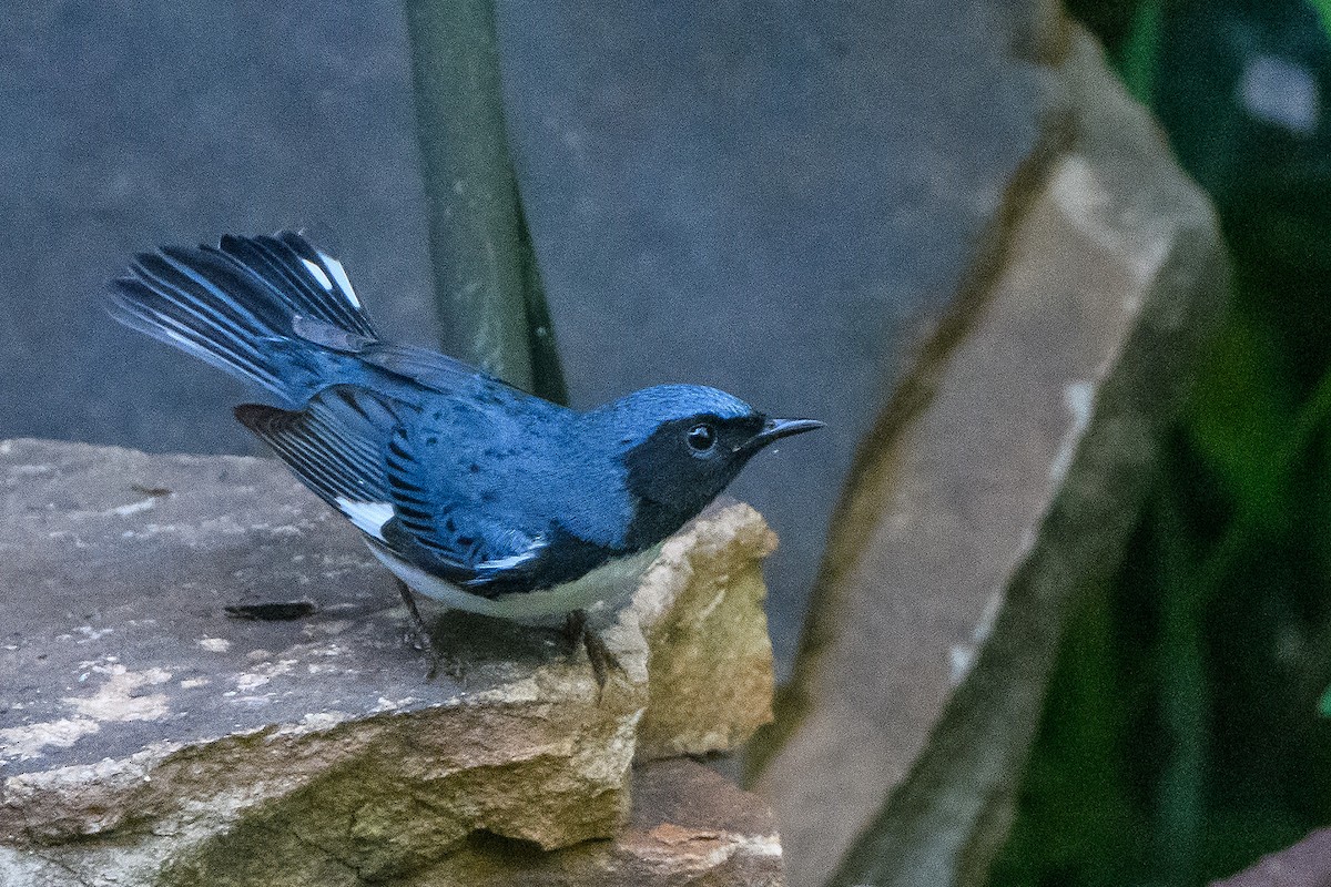 Black-throated Blue Warbler - ML618538704