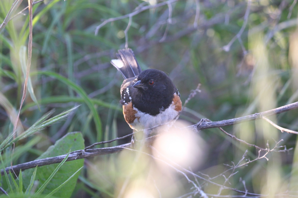 Spotted Towhee - Dustin H