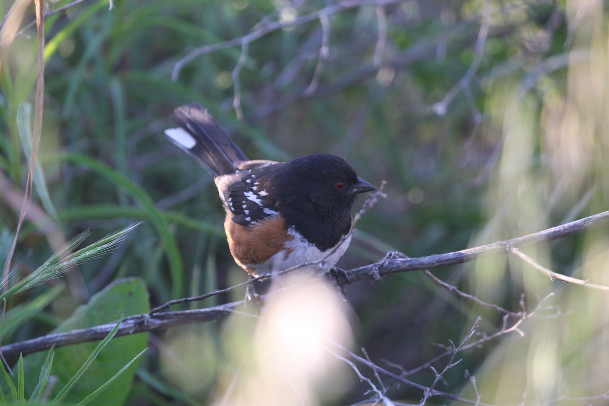 Spotted Towhee - ML618538736
