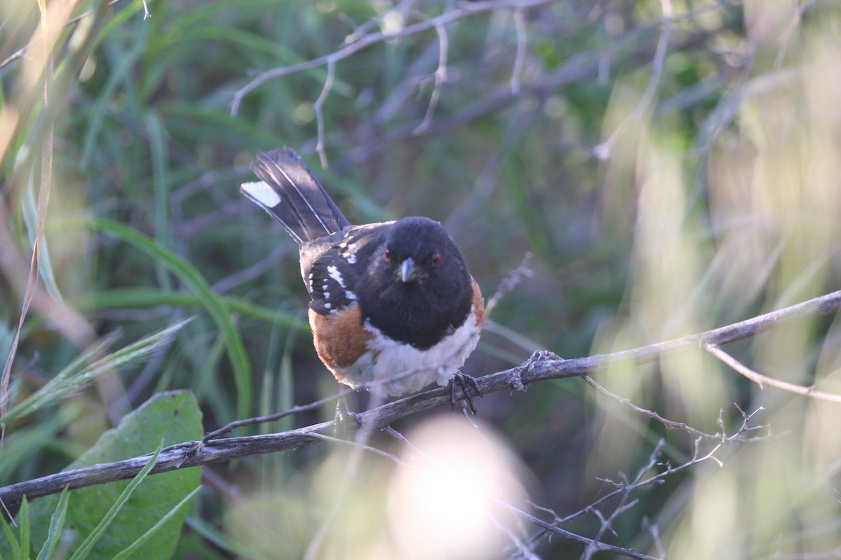 Spotted Towhee - ML618538737