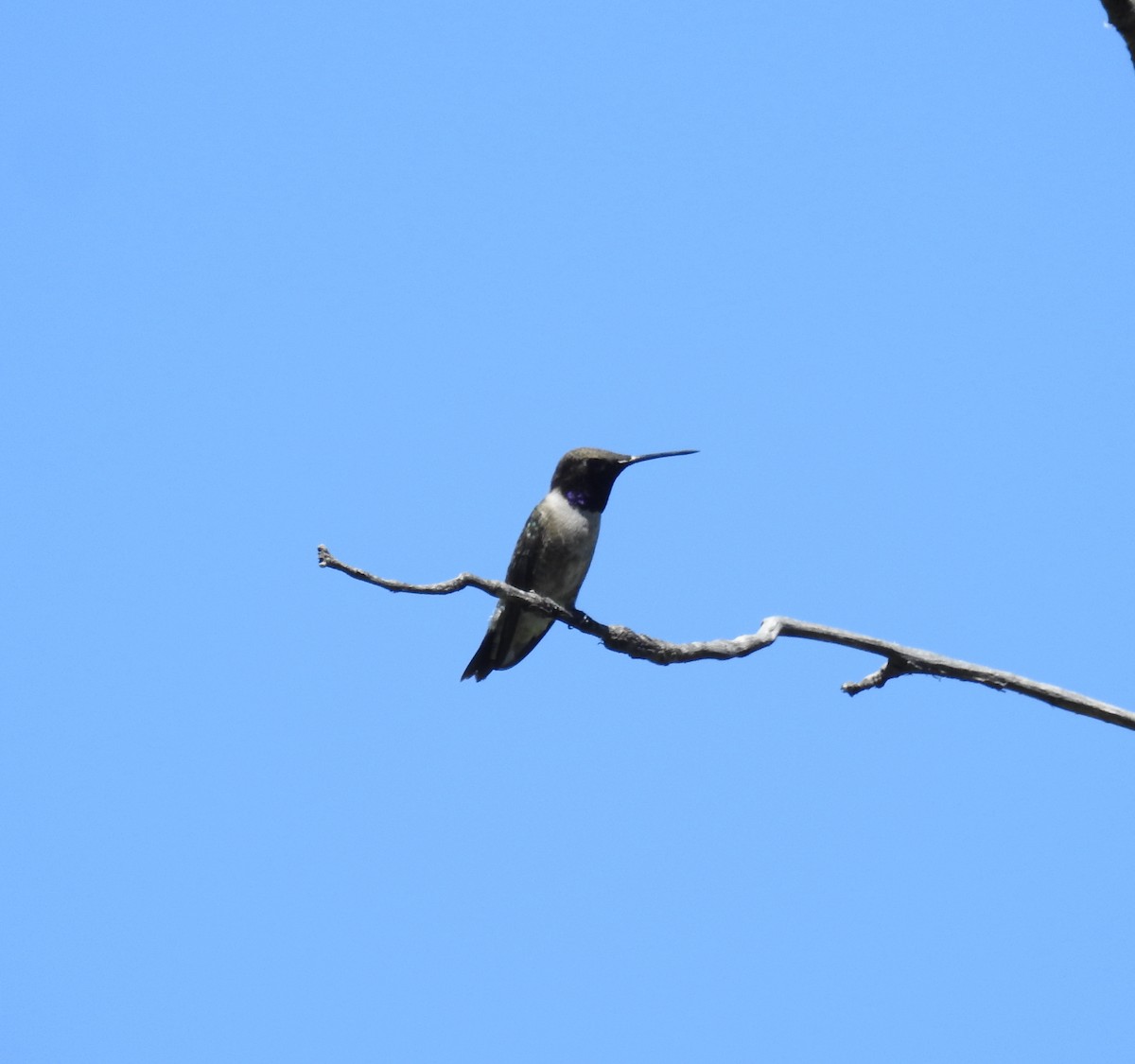 Black-chinned Hummingbird - ML618538766