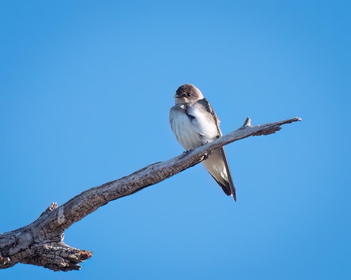 Northern Rough-winged Swallow - Michael Roper