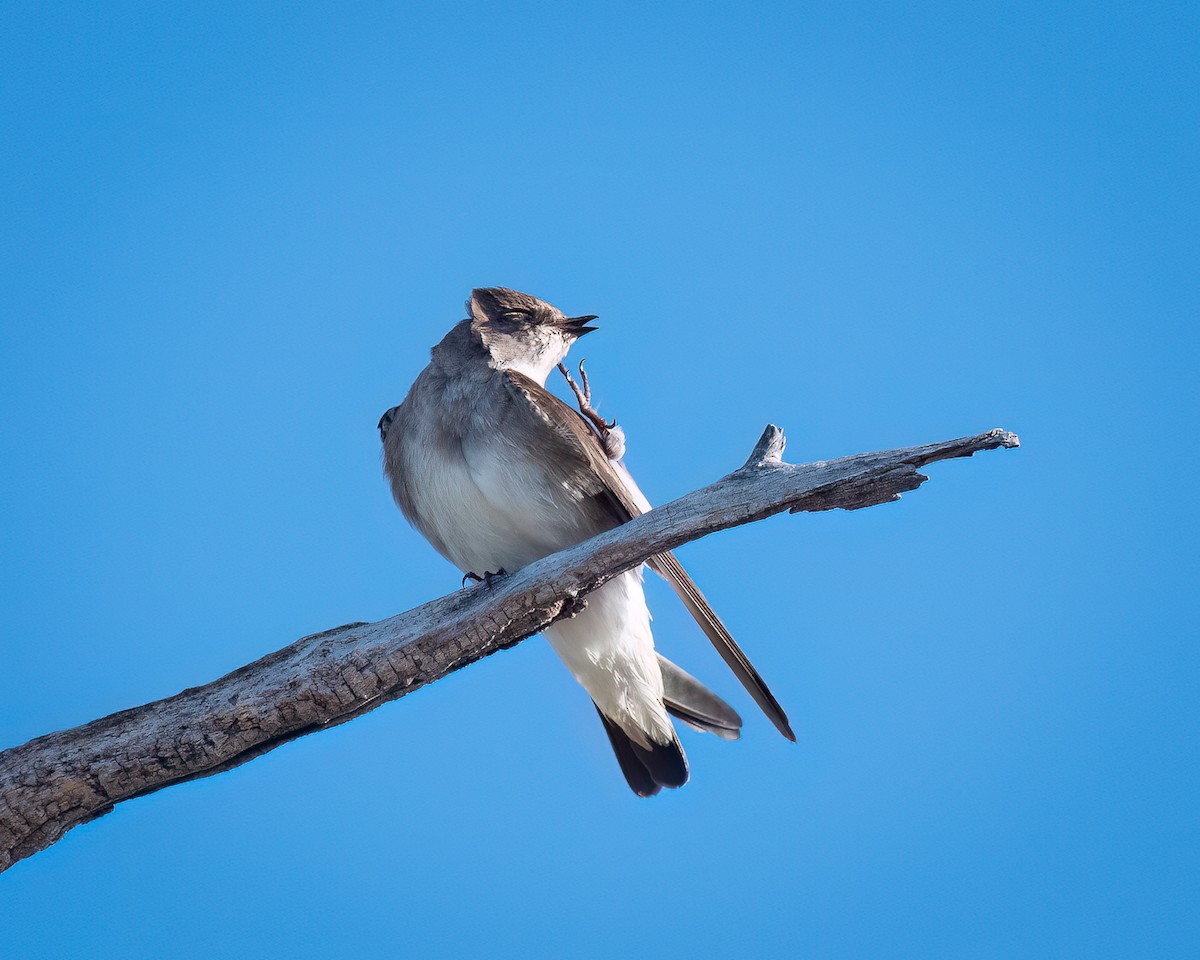 Northern Rough-winged Swallow - ML618538817