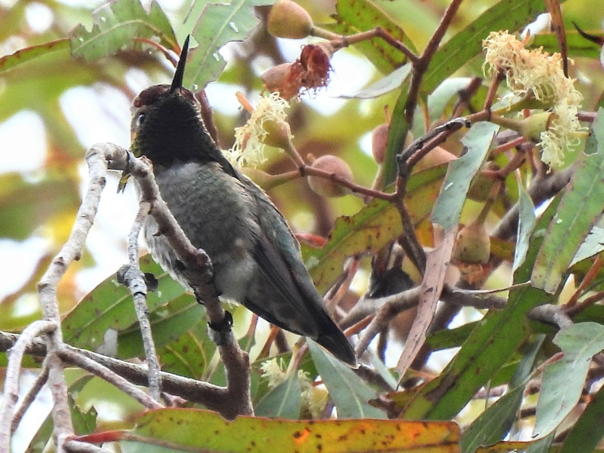 Anna's Hummingbird x Selasphorus sp. (hybrid) - ML618538832