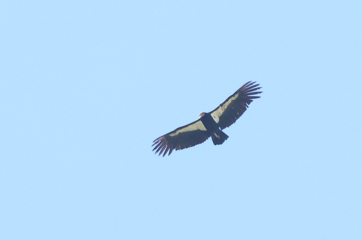 California Condor - ML618538876