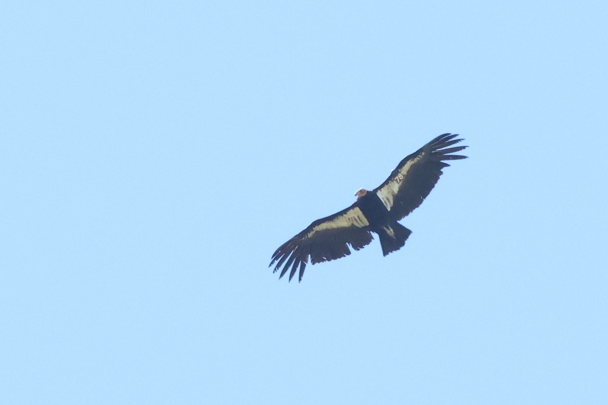 California Condor - ML618538877