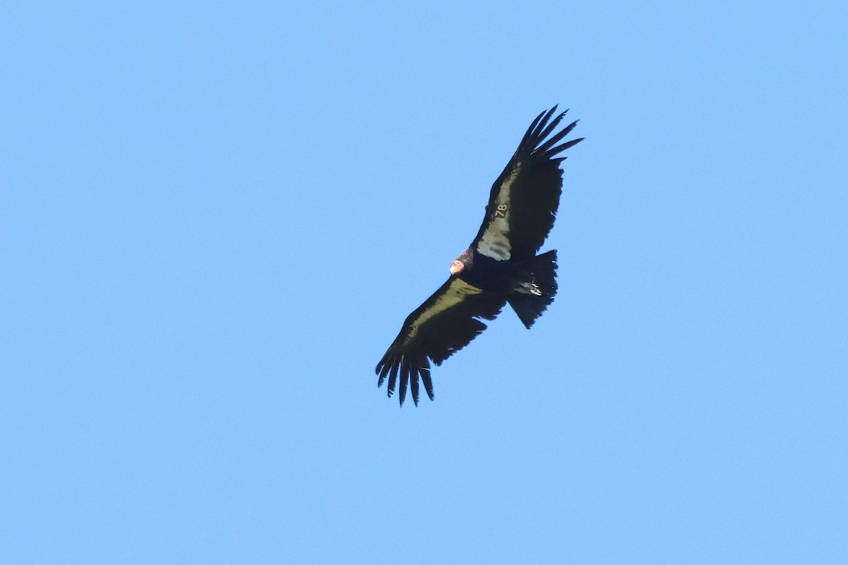 California Condor - ML618538878