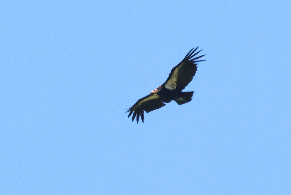 California Condor - ML618538879