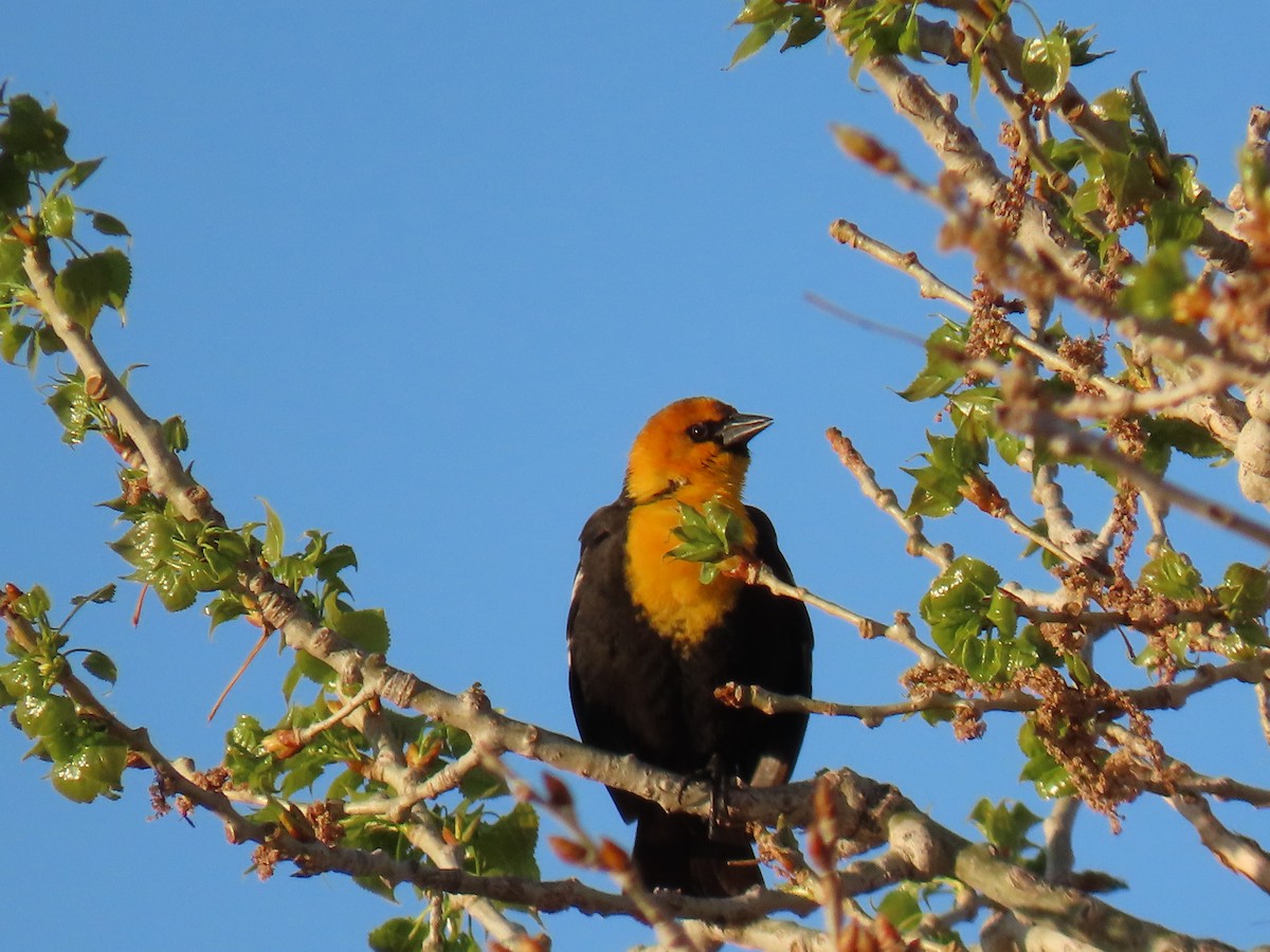 Yellow-headed Blackbird - ML618538888