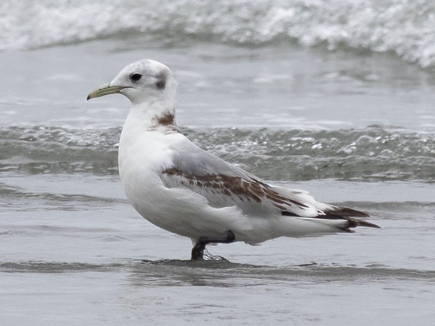 Mouette tridactyle - ML618538890