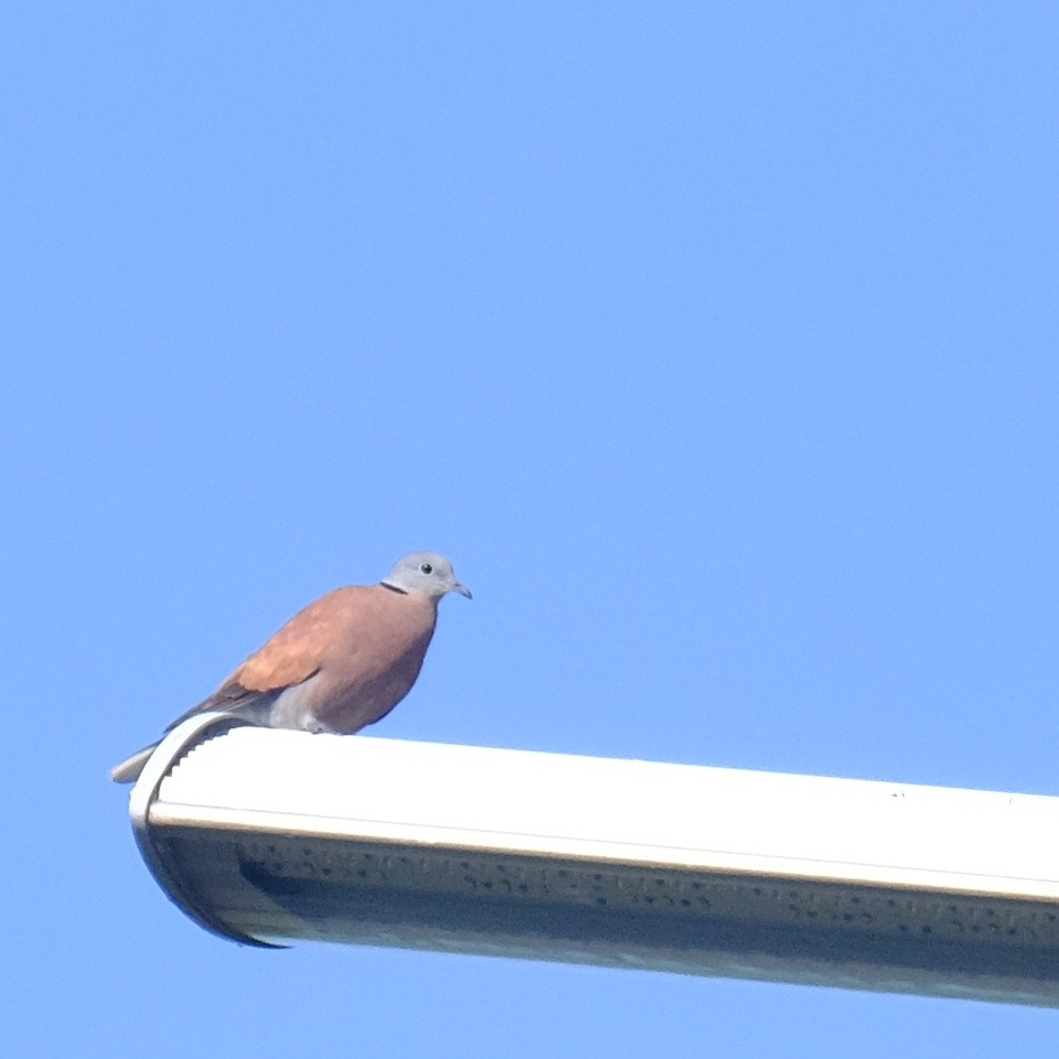 Red Collared-Dove - ML618538920