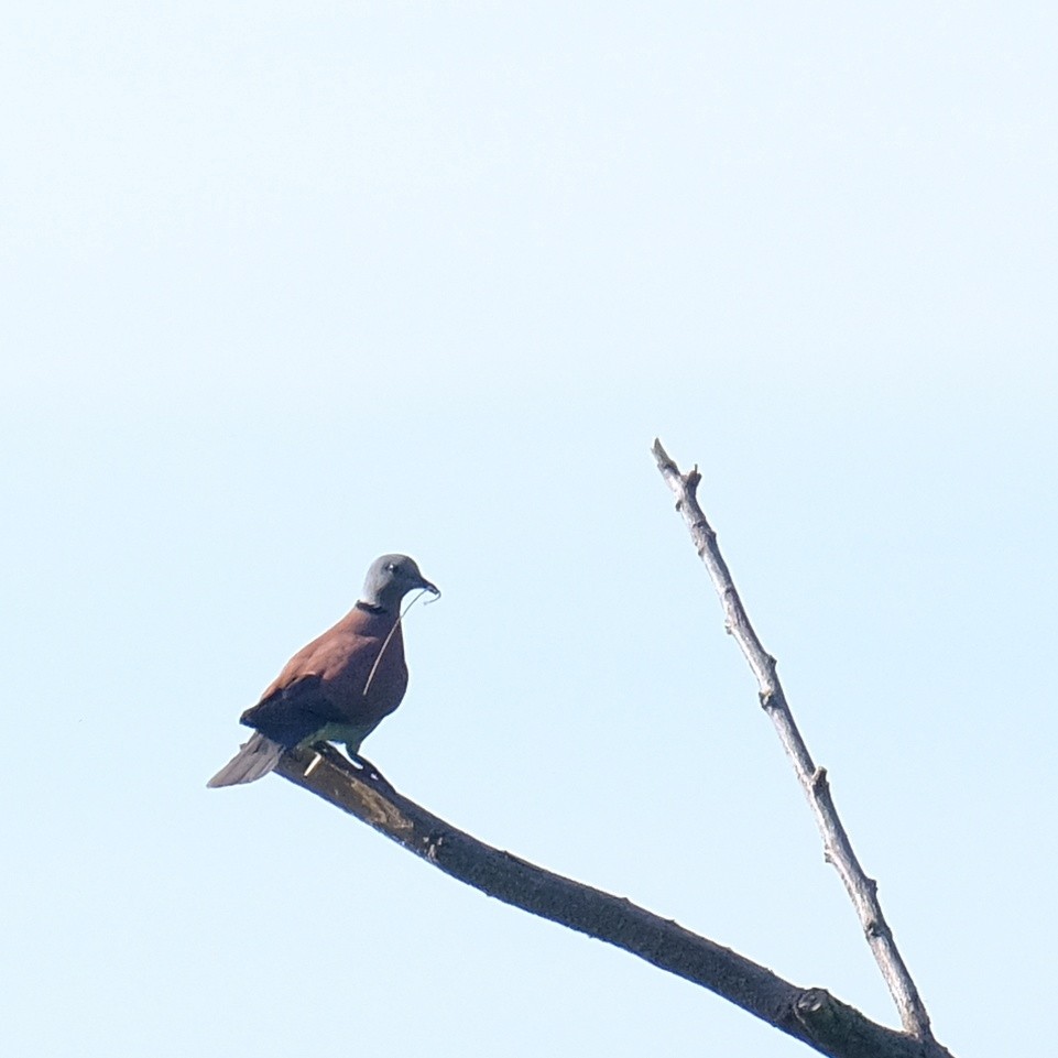 Red Collared-Dove - ML618538921