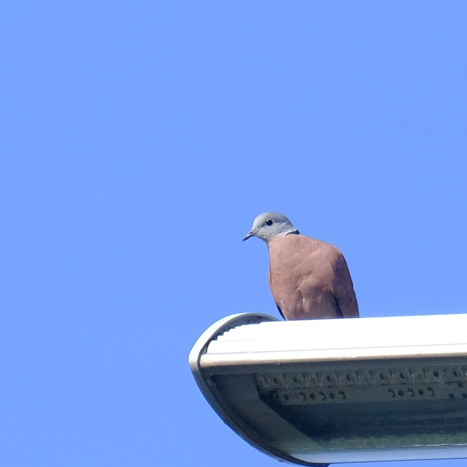 Red Collared-Dove - ML618538922