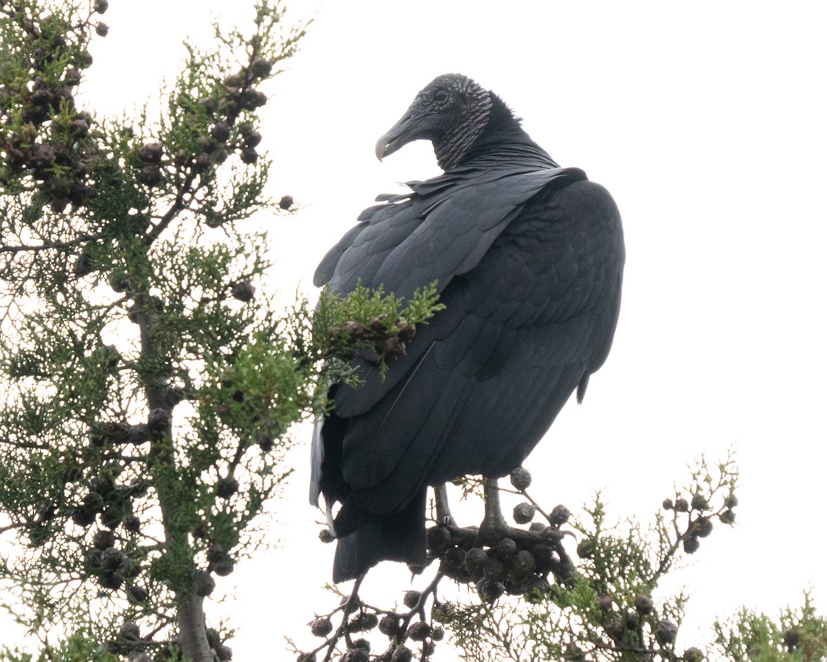 Black Vulture - Jairo Cadavid