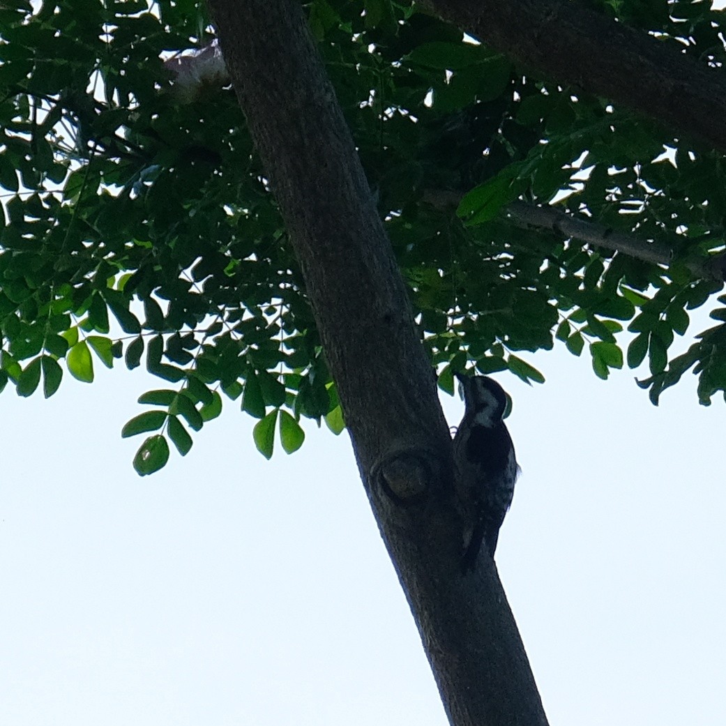 Gray-capped Pygmy Woodpecker - ML618538939