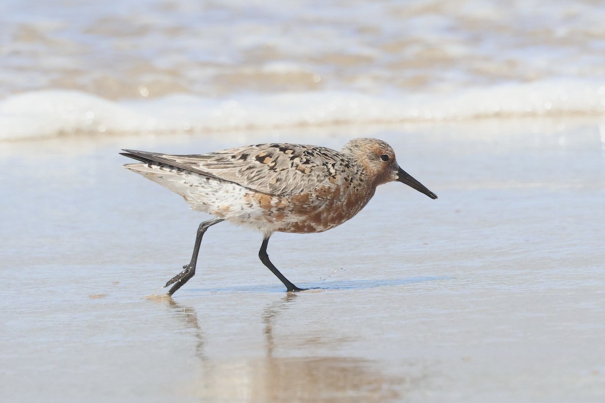 Red Knot - ML618538997