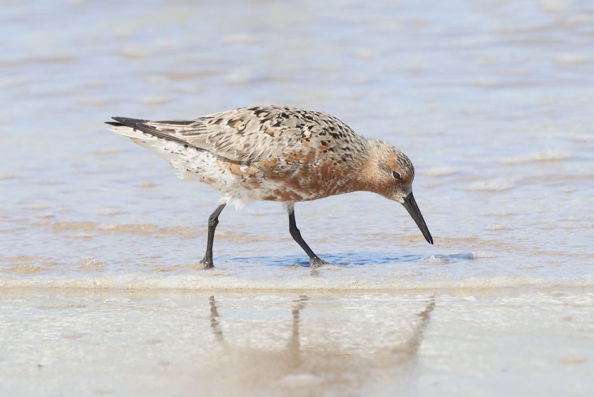 Red Knot - ML618538998