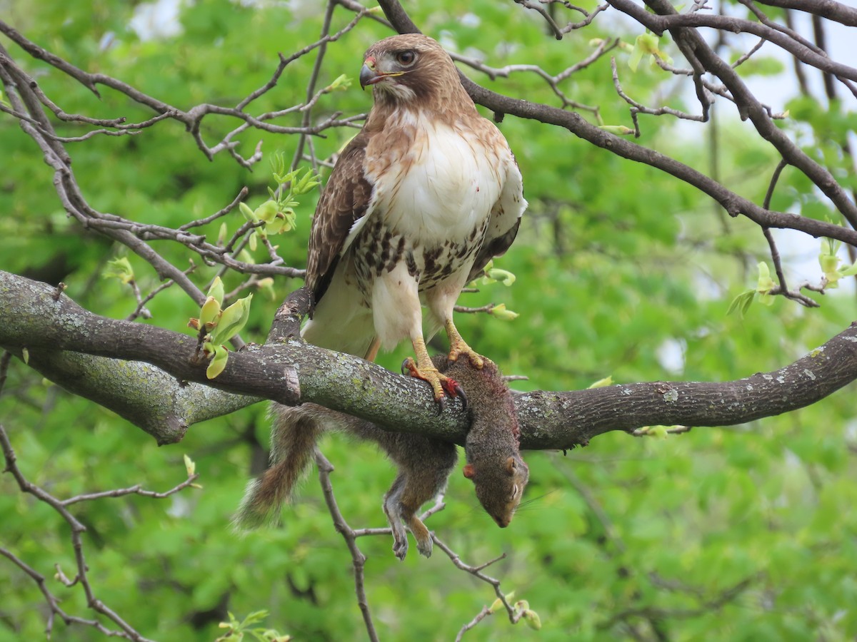 Red-tailed Hawk - ML618539014