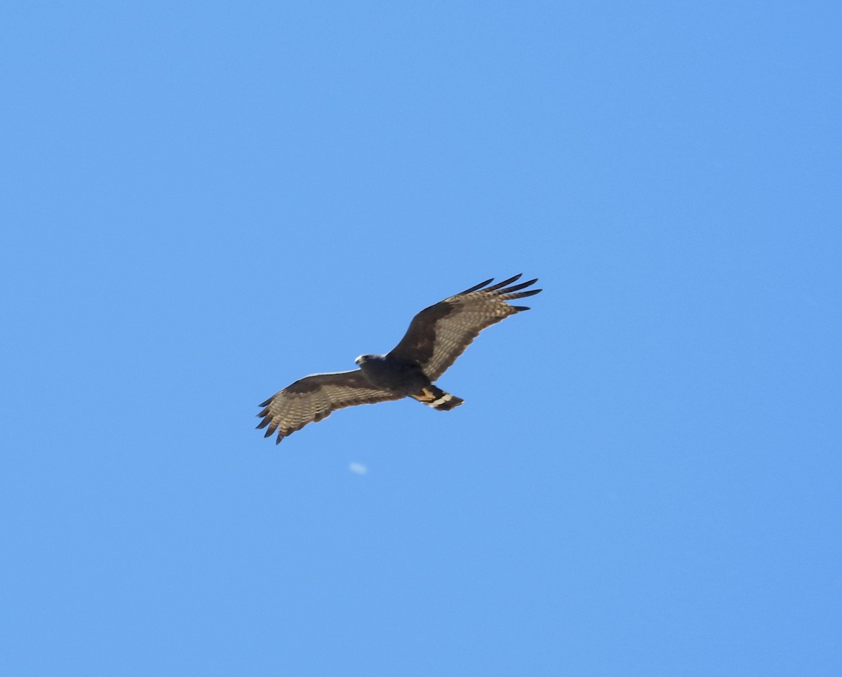 Zone-tailed Hawk - ML618539026
