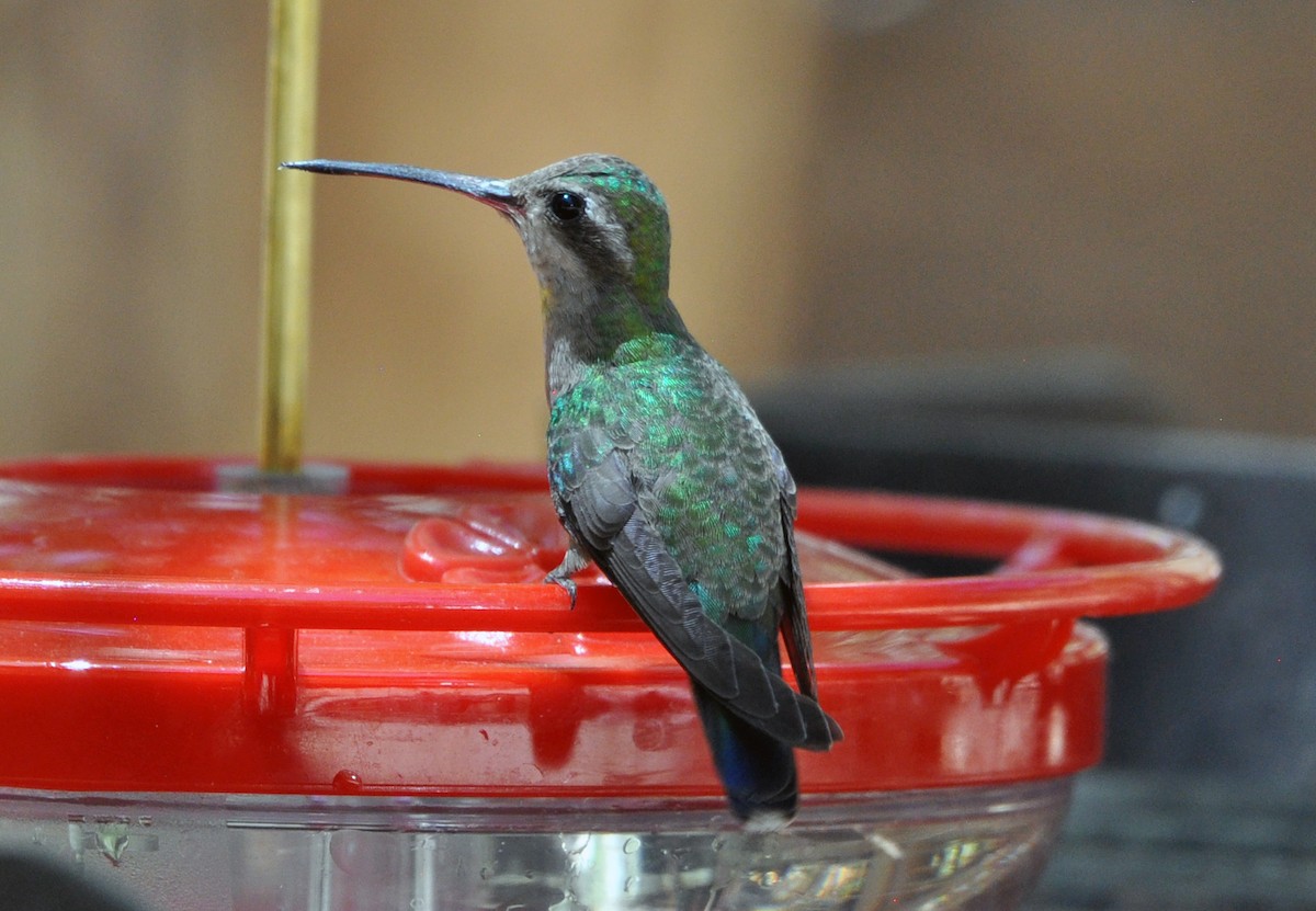 Broad-tailed Hummingbird - ML618539087