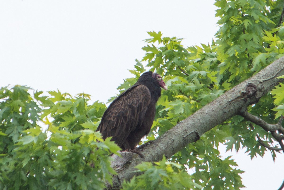 Turkey Vulture - ML618539111