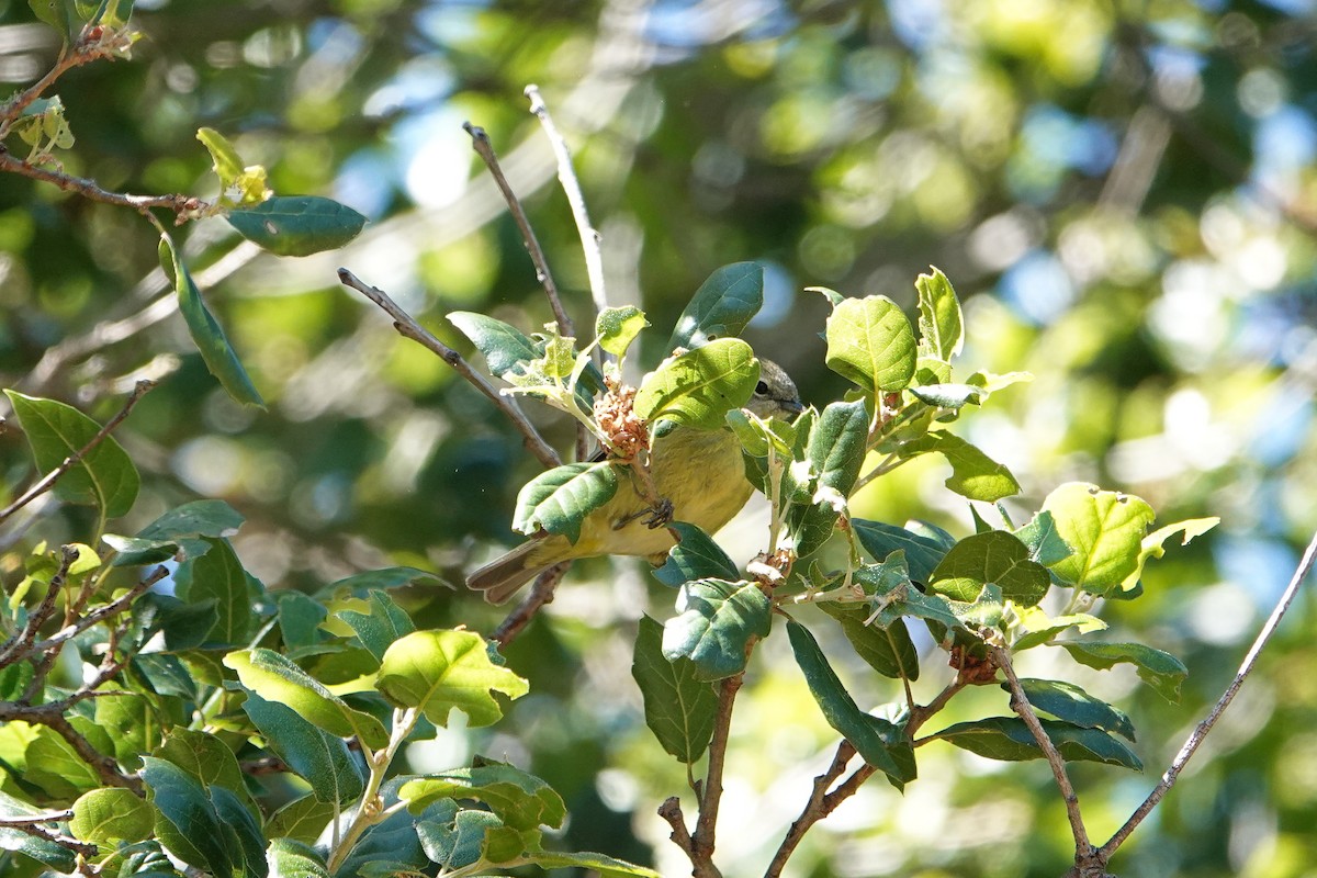 Orange-crowned Warbler (Gray-headed) - ML618539151