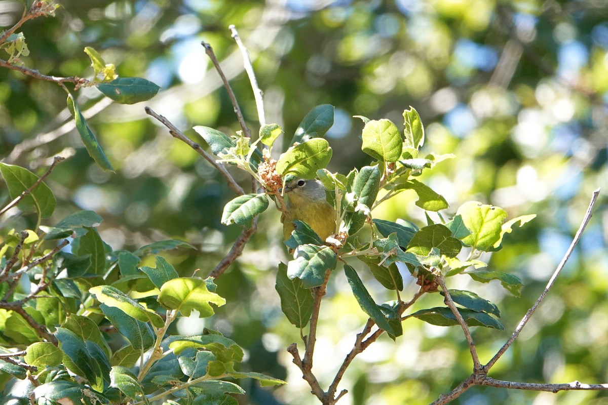 Orange-crowned Warbler (Gray-headed) - Jaedon Tembrevilla