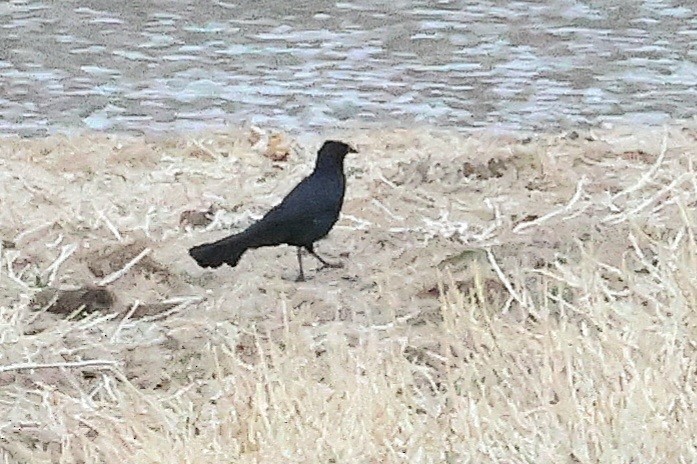 Great-tailed Grackle - ML618539160