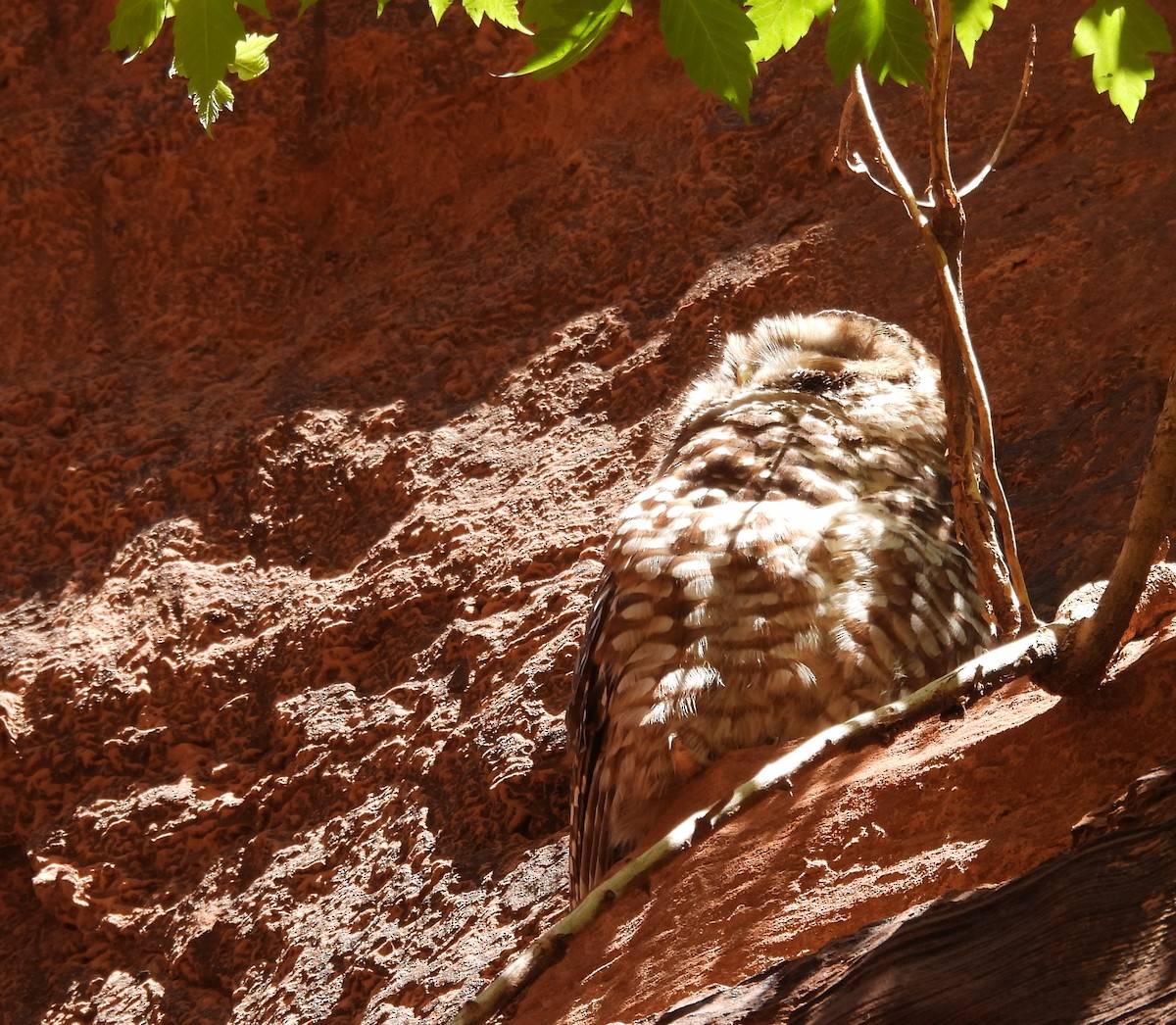 Spotted Owl - ML618539171