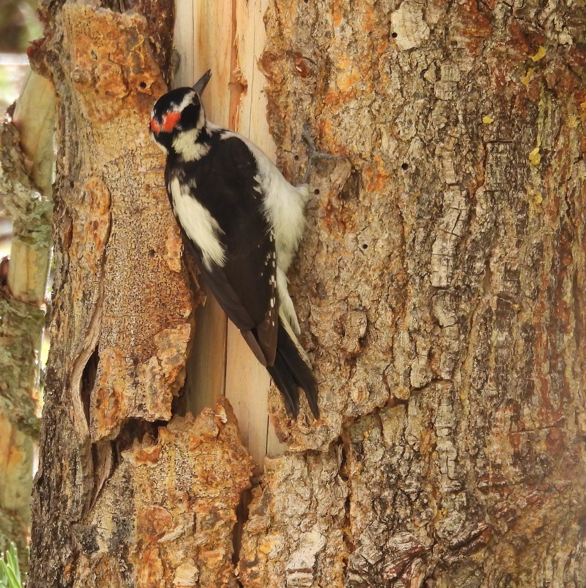 Hairy Woodpecker - Andy Gee