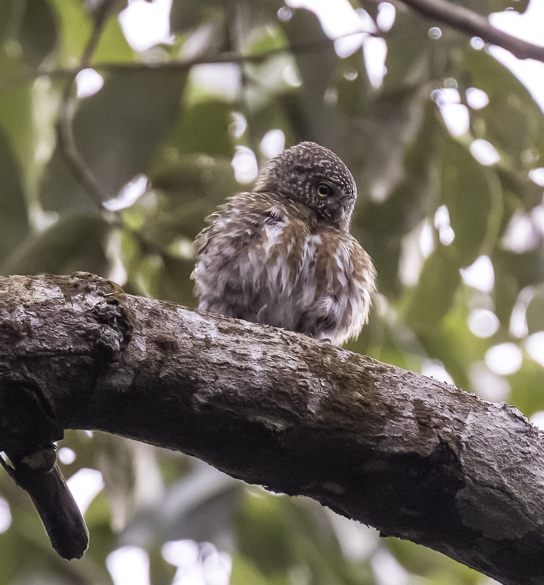 Collared Owlet - ML618539225