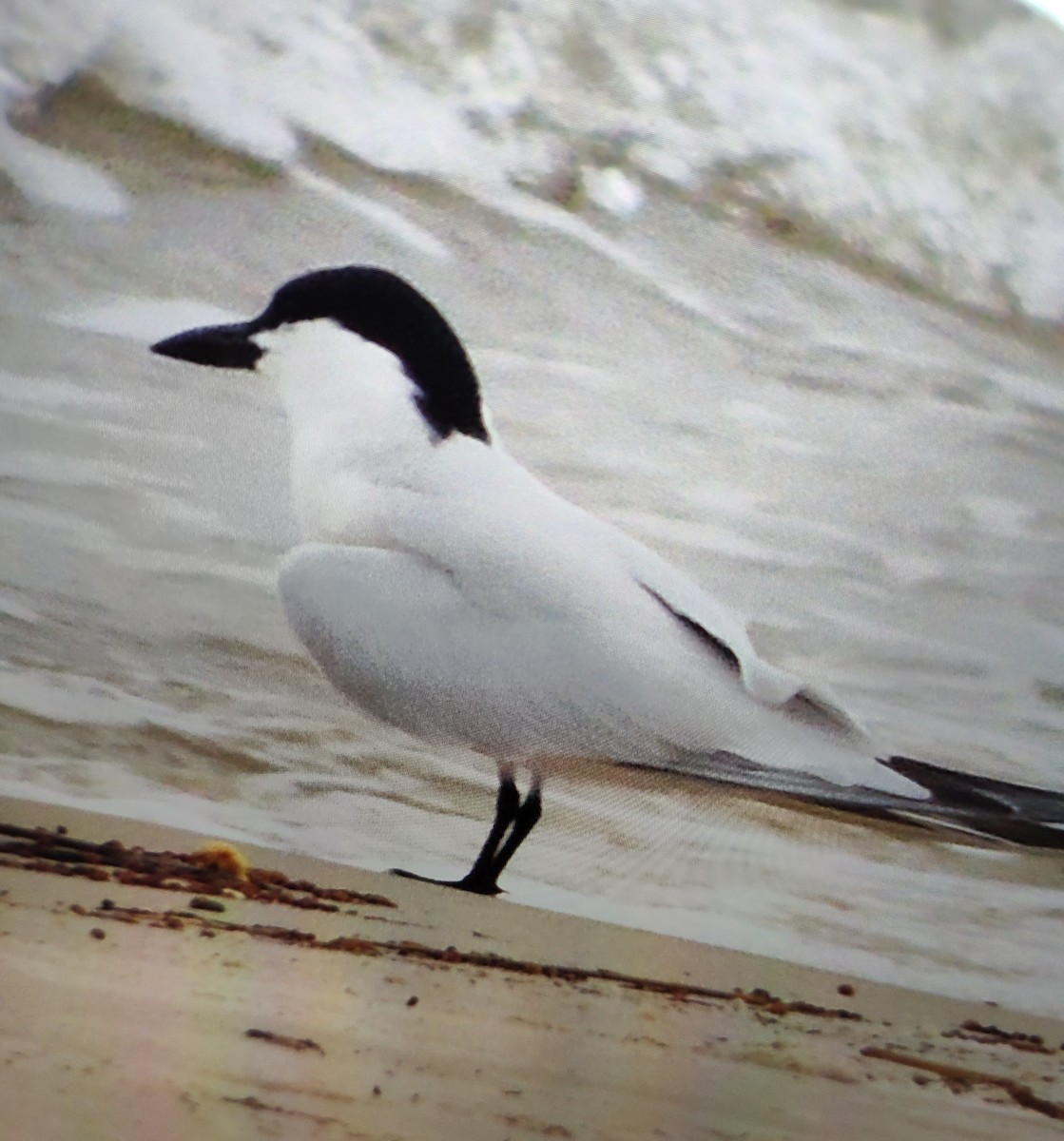 Gull-billed Tern - ML618539263