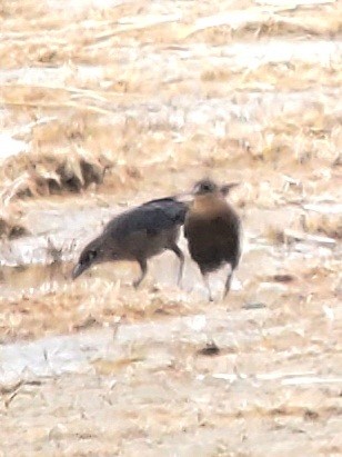 Great-tailed Grackle - ML618539296