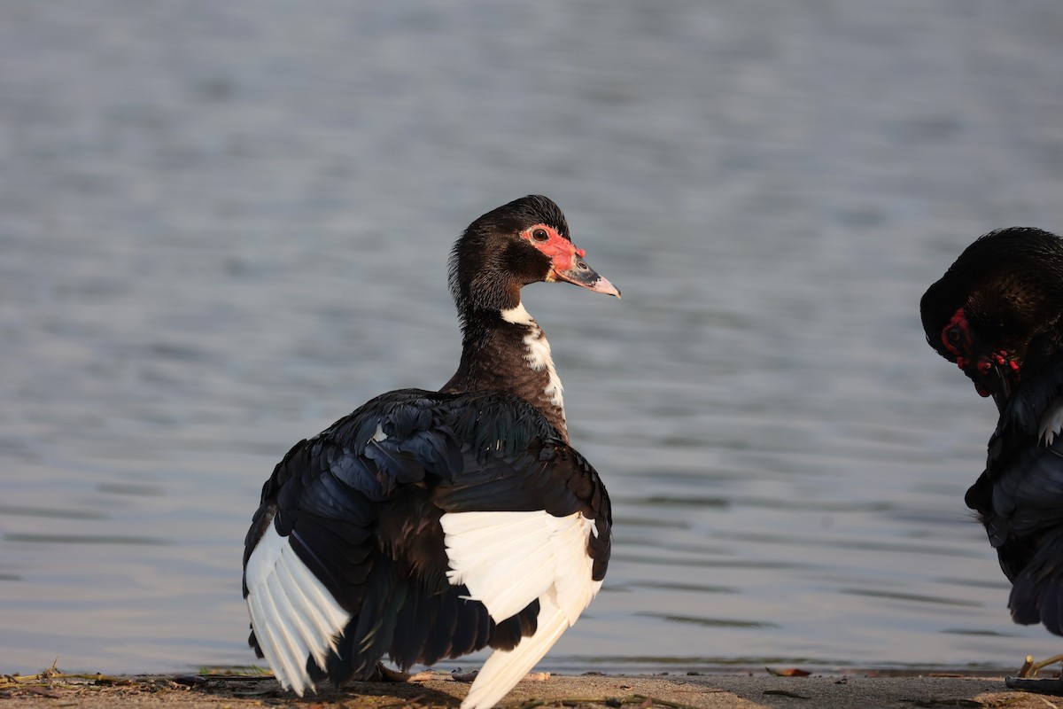 Muscovy Duck (Domestic type) - ML618539329
