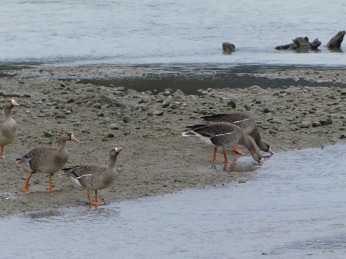 Greater White-fronted Goose - ML618539376