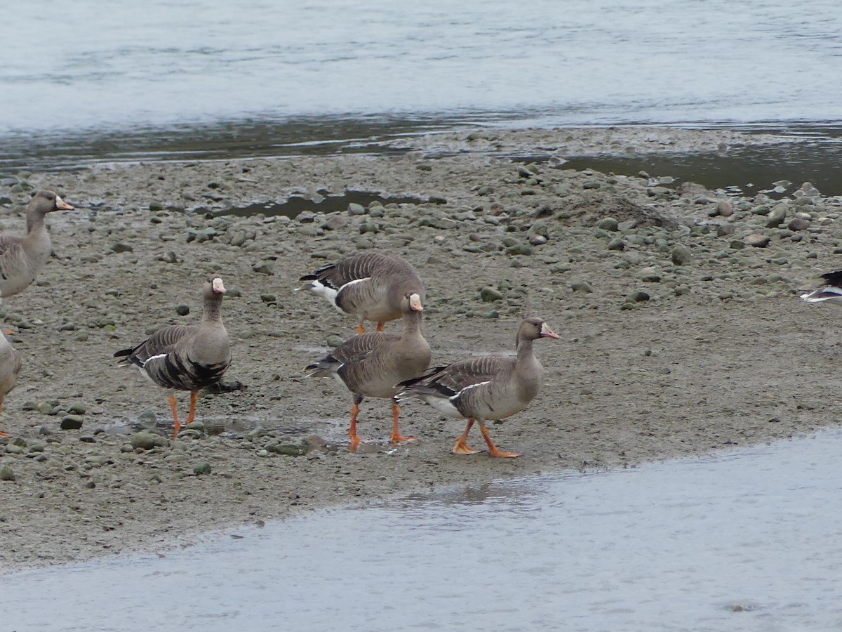 Greater White-fronted Goose - ML618539377