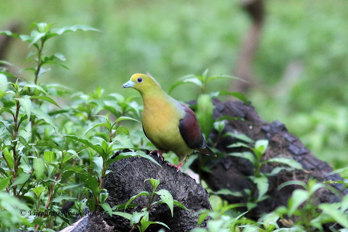 Wedge-tailed Green-Pigeon - ML618539387