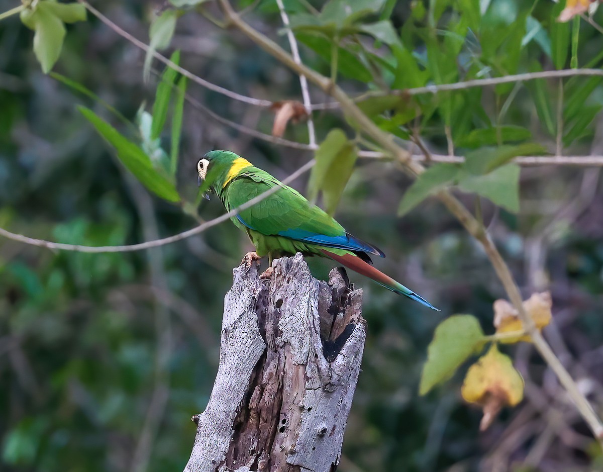 Yellow-collared Macaw - ML618539400