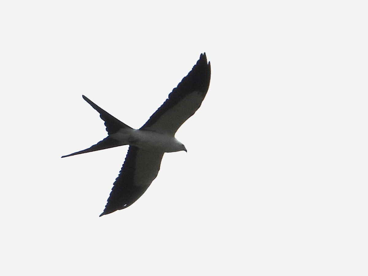 Swallow-tailed Kite - ML618539428