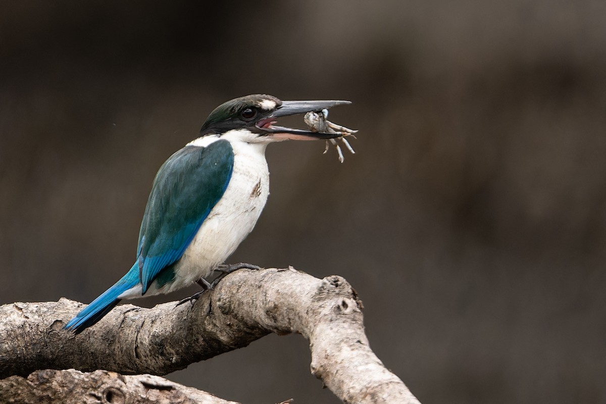 Torresian Kingfisher - John  Van Doorn